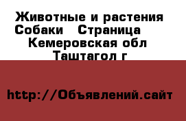 Животные и растения Собаки - Страница 22 . Кемеровская обл.,Таштагол г.